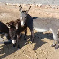 الاغ نر وماده|حیوانات مزرعه|گرمسار, |دیوار