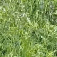 علف