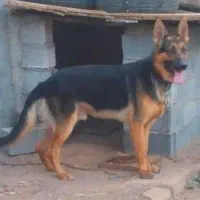 سگ ژرمن باورکینگ شولاین جهت معاوضه