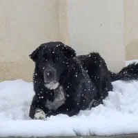 سگ قدرجونی|سگ|خمینیشهر, |دیوار