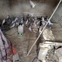 کبوتر فروشی|پرنده|مهریز, |دیوار