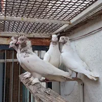 کبوتر پرشی اصیل|پرنده|قائم‌شهر, |دیوار