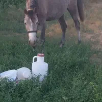 مادیان ۴ساله نژاد کُرد