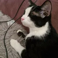 واگذاری|گربه|کرج, گوهردشت|دیوار