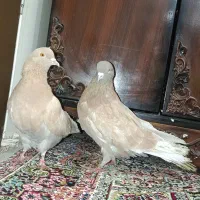 کبوتر پرشی