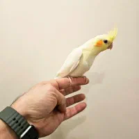 عروس هلندی لوتینو زعفرانی