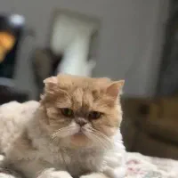 واگذاری گربه پرشین نر 3 ساله