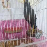 مرغ مینا سخنگو