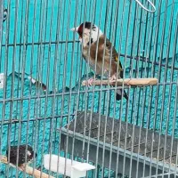 سهره چونه سفید روباهی