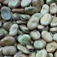 باقلا خشک خوش پخت امسالی ( باقالی شب چله )