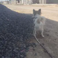 سگ پا کوتاه|سگ|رحمت‌آباد, |دیوار