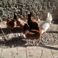 مرغ تخمی|حیوانات مزرعه|اشترینان, |دیوار