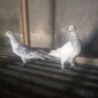 سار هفرنگ و پولک شامی