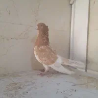 کبوتر رنگی نر ماده|پرنده|شیراز, کرونی(خاتونک)|دیوار