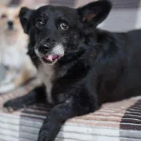 ولش کورگی پمبروگ دوساله برترین نژادسگ|سگ|بهشهر, |دیوار