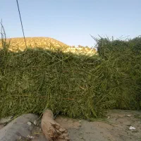 فروش ۵۰بسته یونجه،بسته ۳۰۰هزار