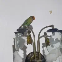 یک عدد طوطی برزیلی ماده بالغ