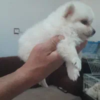 واگذاری توله های آپارتمانی با کیفیت وسالم|سگ|وحیدیه, |دیوار