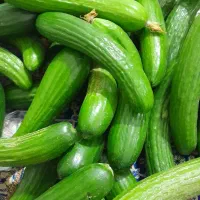خیار تازه