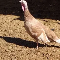 بوقلمون محلی|حیوانات مزرعه|سراوان, |دیوار