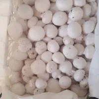 قارچ تازه اس و فست فودی