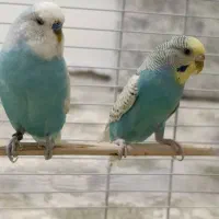 فروش مرغ عشق همراه باقفس|پرنده|محمدبار, |دیوار