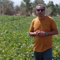 بزرگترین نهال پسته .|خدمات باغبانی و درختکاری|قزوین, |دیوار