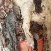 پشم سیاه تمیزوشسته شده