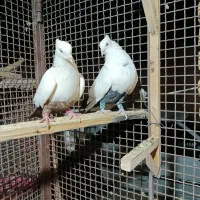 طوقی|پرنده|آباده, |دیوار