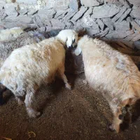 میش ترکی|حیوانات مزرعه|چنارود, |دیوار