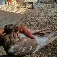 4عددکبوتردوری|پرنده|حمیدیه, |دیوار