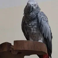 گمشده