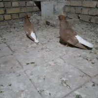 دم‌سفیدنروماده|پرنده|تربت جام, جامرود|دیوار