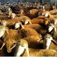 گوسفند زنده %محرم حسینی تاصفرتعاونی زیرقیمت بازار