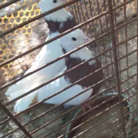 پرنده/طوقی/کبوتر