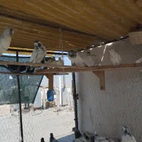 فروش یک بوم کبوتر|پرنده|شاهین‌شهر, شهرک ردانی پور|دیوار