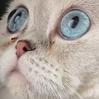 گربه چشم آبی اقیانوسی