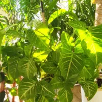 تعدادی گل آپارتمانی