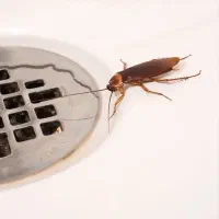 سمپاشی تخصصی منزل سم پاشی تضمینی سوسک مورچه کنه|خدمات نظافت|شیراز, کلاهدوز|دیوار