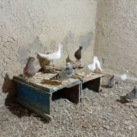 فروش کبوتر