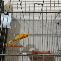 جفت قناری یه سرجیبرپرتقالی