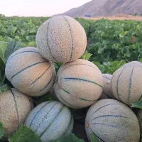طالبی شیرین و آبدار