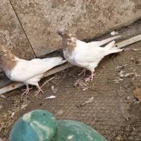 کبوتر کله ای زرد|پرنده|مبارکه, |دیوار