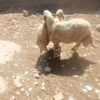 گوسفند‌و‌بز