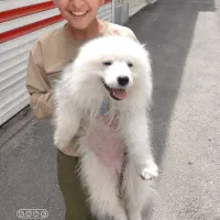 ساموئد ۷ماهه باشرایط خاص رایگان واگذارمیشود|سگ|تبریز, |دیوار