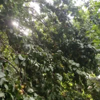 فروش باغ نقلی بوز ـخضرآباد|فروش خانه و ویلا|خضر آباد, |دیوار