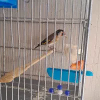 با سلام سهره نر|پرنده|سقز, |دیوار