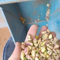 خدمات مغز کنی پسته|خدمات پیشه و مهارت|تربتحیدریه, پائین ولایت|دیوار