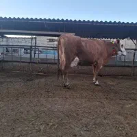 گاو سیمیتال قرمز|حیوانات مزرعه|گرگان, |دیوار