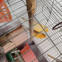 جفت قناری مست سالم